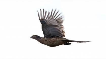 Common Pheasant