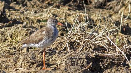 Common Redshank