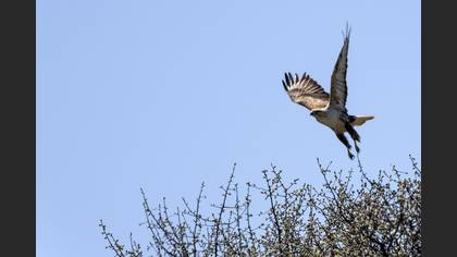 Long-legged Buzzard