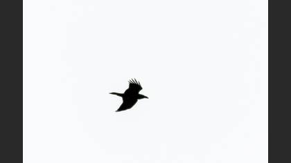 Northern Raven