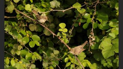 Eastern Olivaceous Warbler