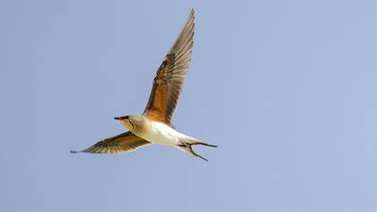 Collared Pratincole
