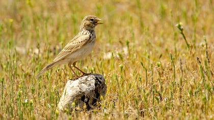 Turkestan Short-toed Lark