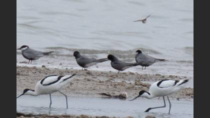 Black Tern