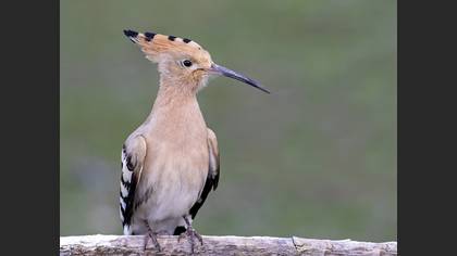 Common Hoopoe