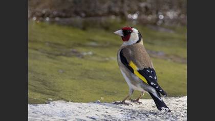 European Goldfinch