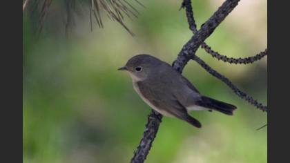 Red-breasted Flycatcher