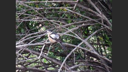 Masked Shrike