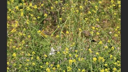 Black-headed Bunting