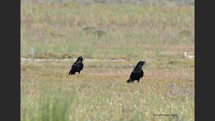 Northern Raven