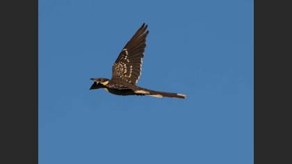 Great Spotted Cuckoo