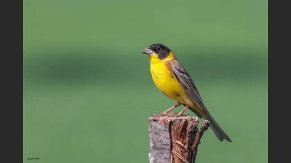 Black-headed Bunting