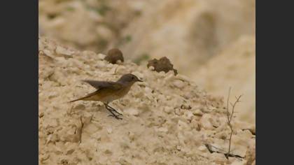 Common Redstart