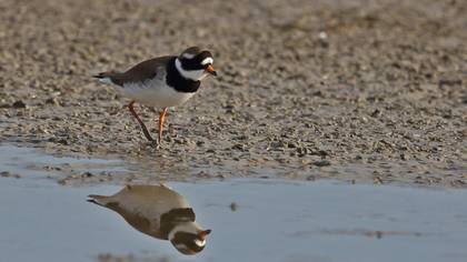 Common Ringed Plover