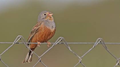 Cretzschmar`s Bunting