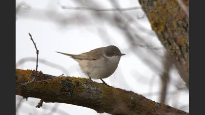 Lesser Whitethroat