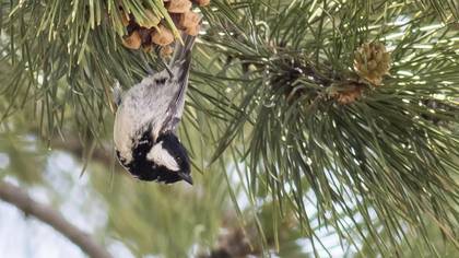 Coal Tit