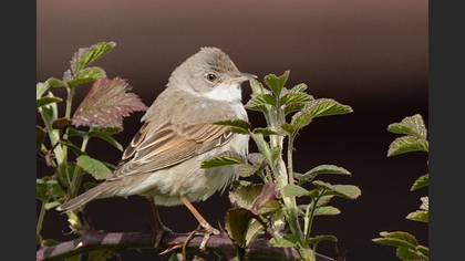 Common Whitethroat