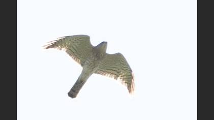 Levant Sparrowhawk