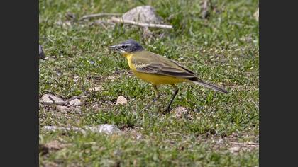 Western Yellow Wagtail