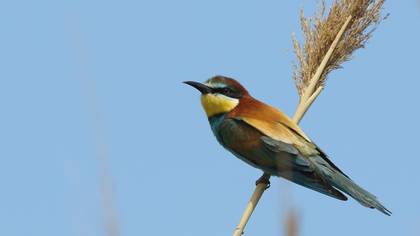 European Bee-eater