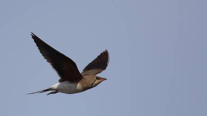 Collared Pratincole