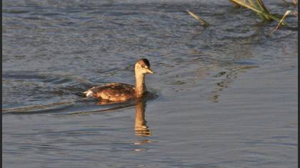 Little Grebe