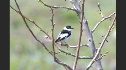 Collared Flycatcher