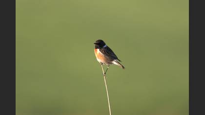 European Stonechat