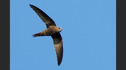 Pallid Swift
