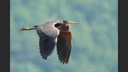Purple Heron