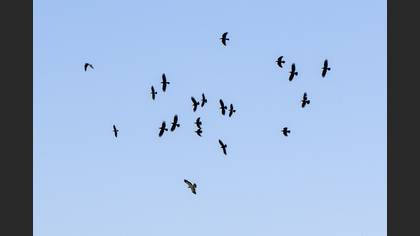 Booted Eagle