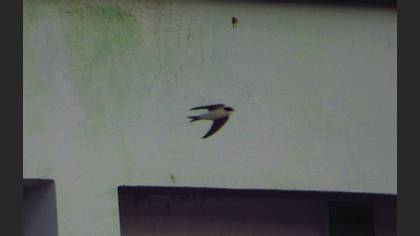 Western House Martin
