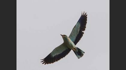 European Roller