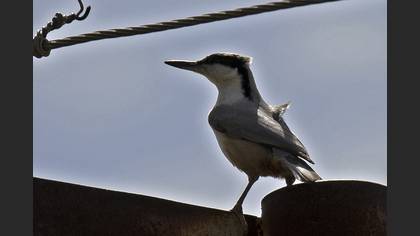 Eastern Rock Nuthatch