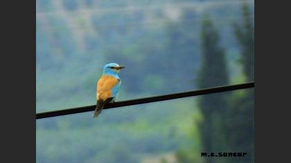 European Roller