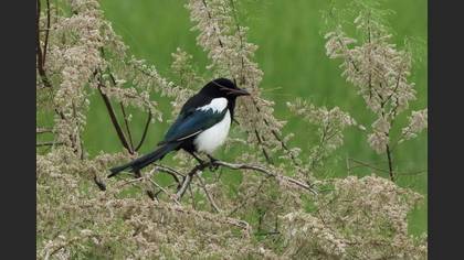 Eurasian Magpie