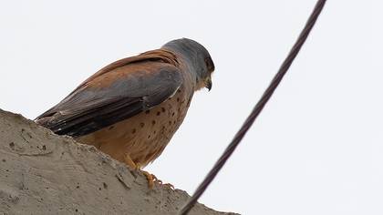 Lesser Kestrel