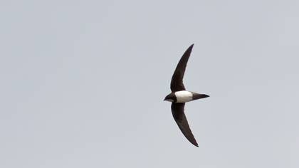Alpine Swift