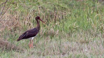 Black Stork