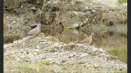 European Turtle Dove