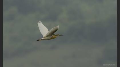 Squacco Heron