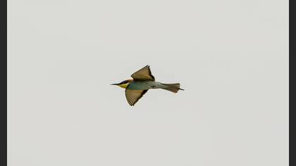 European Bee-eater