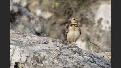 Bimaculated Lark