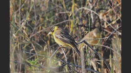 Black-headed Bunting