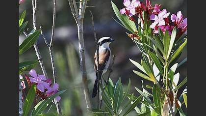 Red-backed Shrike