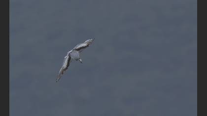 Little Gull