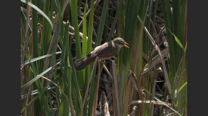 Great Reed Warbler