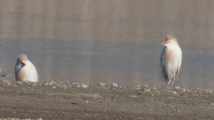 Western Cattle Egret
