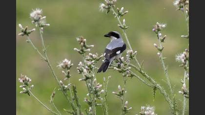 Lesser Grey Shrike